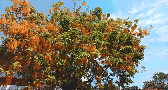 Musim Semi SMKS Gunung Rinjani Lombok